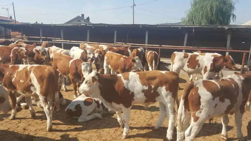 养牛当前存在的问题有哪些,养牛场的重点管理工作