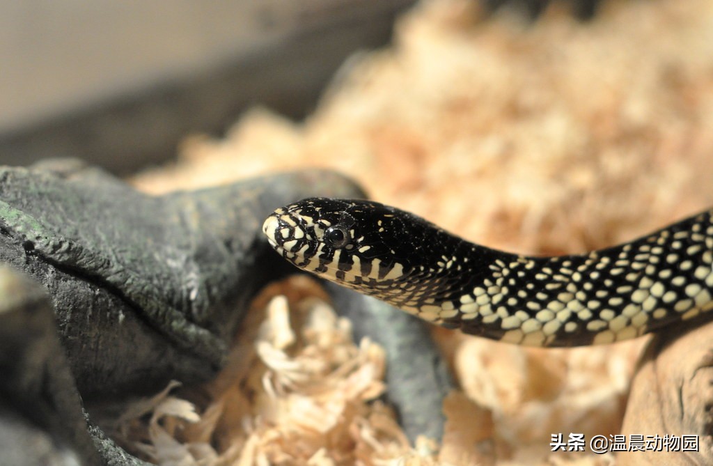 宠物蛇出现拒食现象有这五个原因，严重程度可大可小，但不能忽略