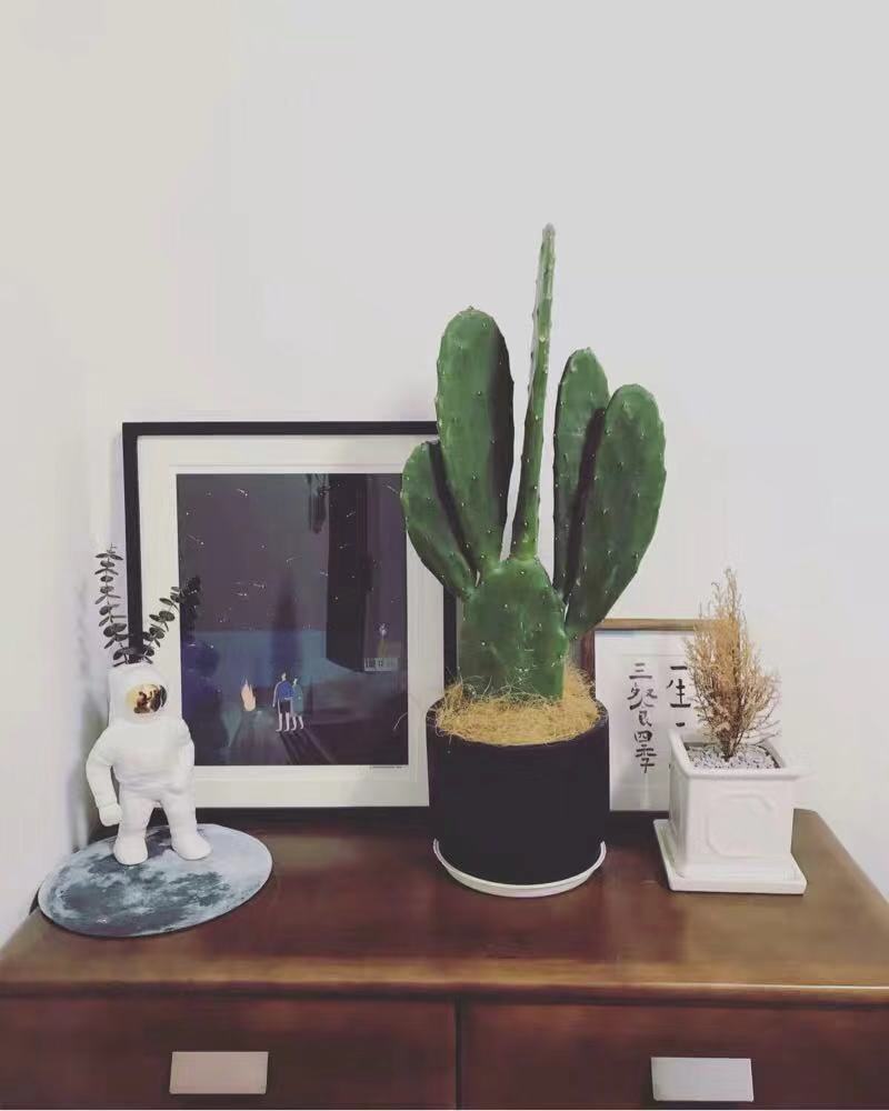 刷屏级花草，我也就拿着手机看了一下午而已！