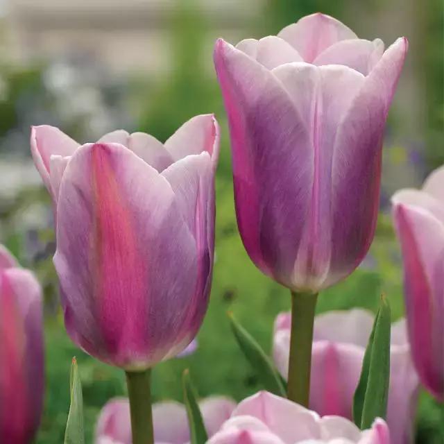 閮侀噾棣欑鐞冪殑鍏绘姢鏂规硶,姘村煿閮侀噾棣欏彂鑺藉悗鍏绘姢