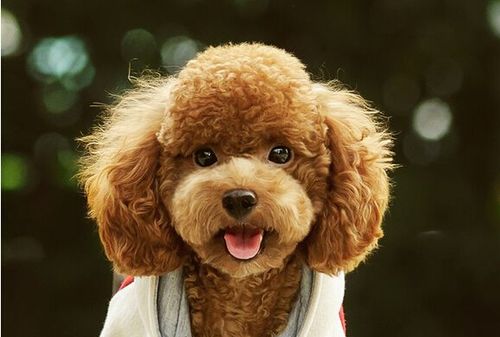 泰迪狗掉大牙齿怎么办,泰迪狗糖尿病掉毛如何处理