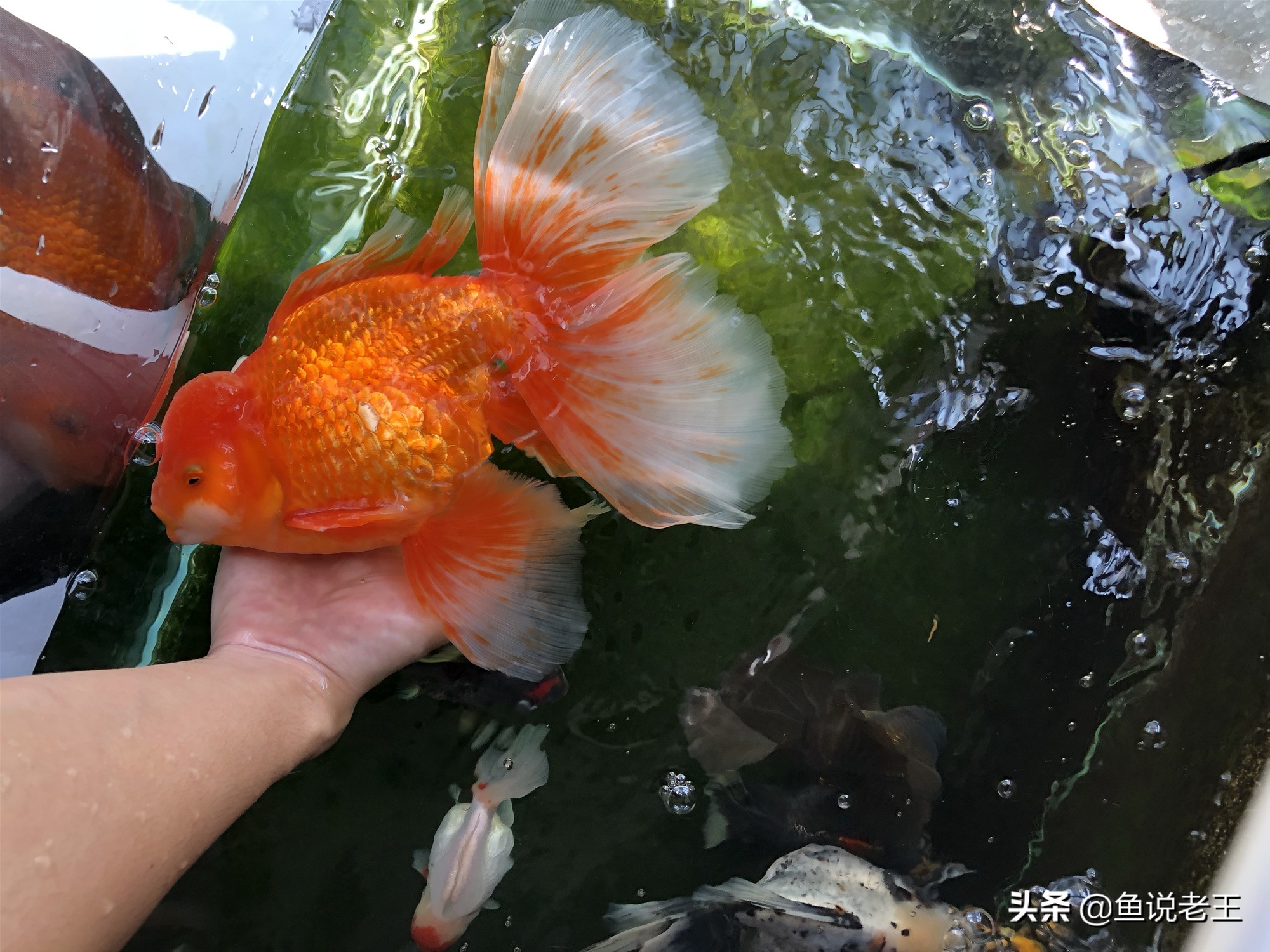 水霉如何预防,一招解决冬季水霉