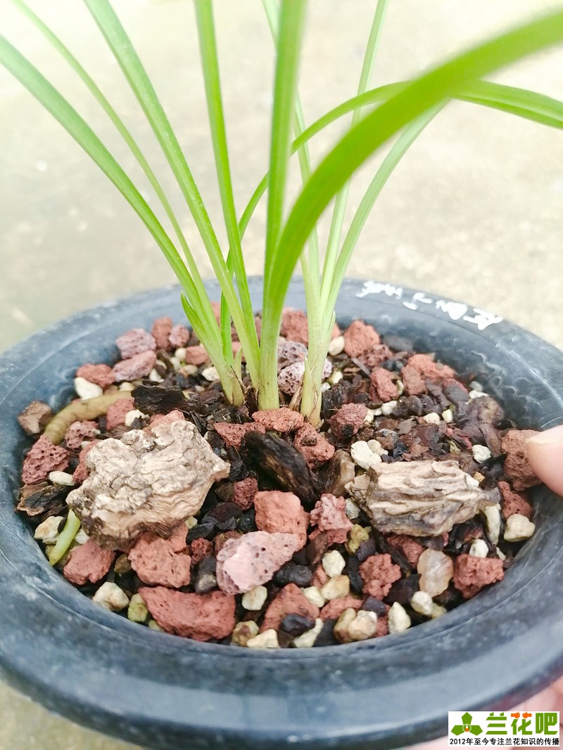 兰草单苗怎么上盆,养兰一盆几苗比较好
