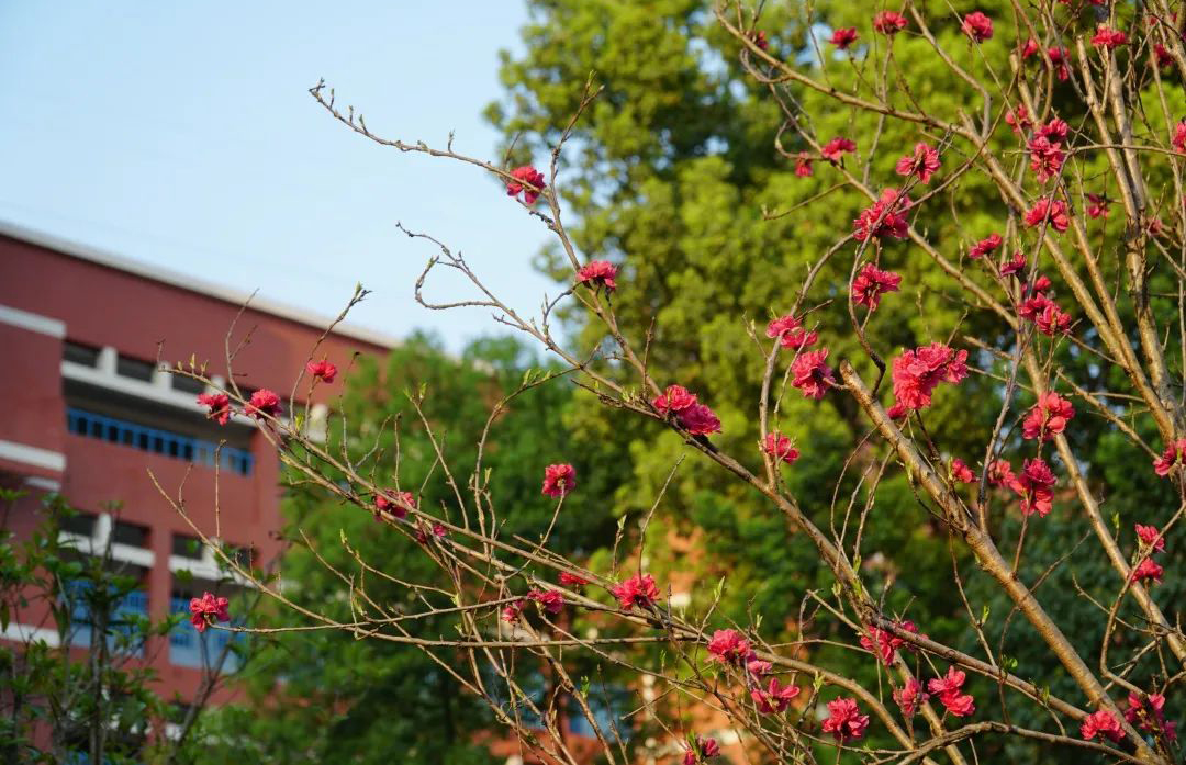 绵阳名列前茅初中,绵阳高考600分以上高中排名