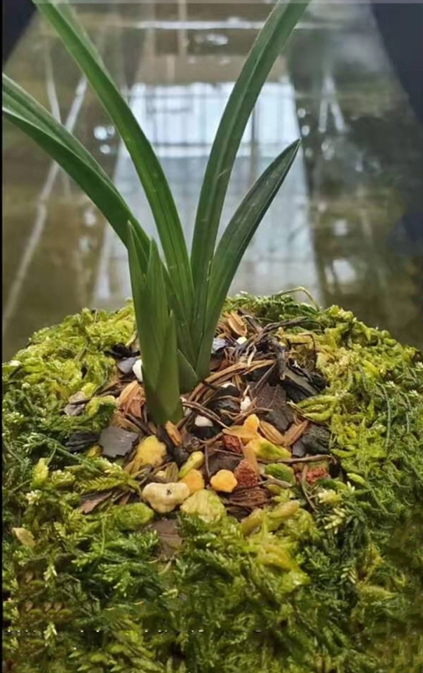 春剑多少钱一株,春剑十大品种排名多少钱一株