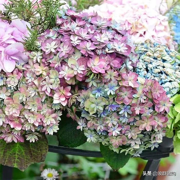 十种好看的绣球,最好看的绣球花视频