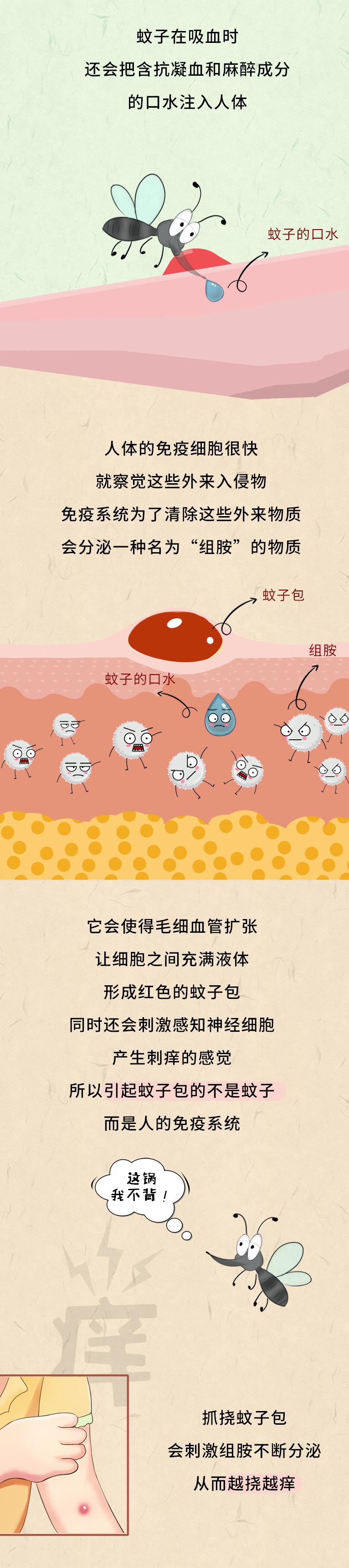 血型和被蚊子叮有关系吗,什么血型最容易被蚊子叮