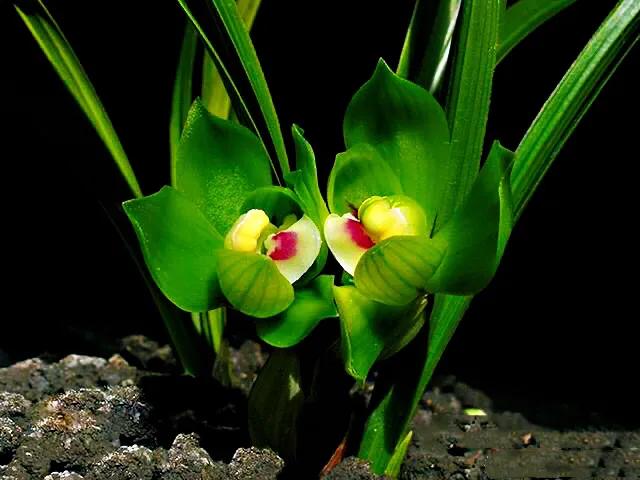 春兰天彭牡丹香味好吗,春兰天彭牡丹兰花简介