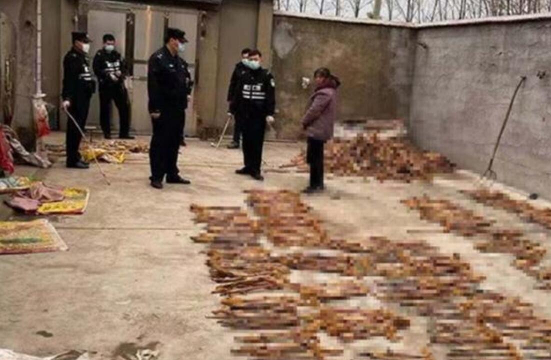 黄鼠狼被杀后果,3年内12万余只黄鼠狼惨遭毒手