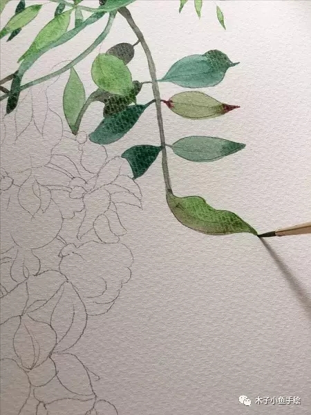 紫藤花水墨教程,紫藤花水粉画法步骤图