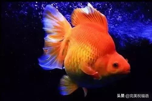 祝大家新年快乐年年有锦鲤,祝大家新年大吉年年有鱼