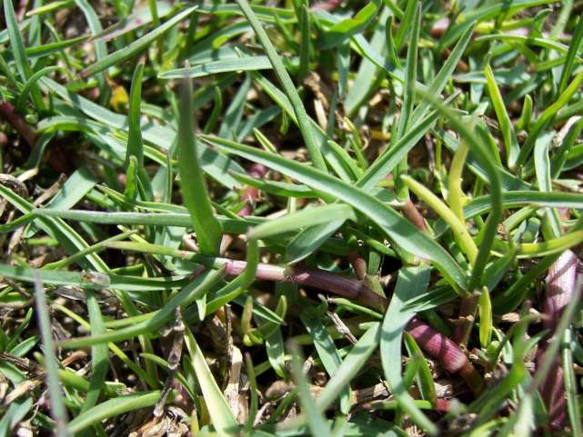植物都有哪些奇妙之处,植物的奇特现象有哪些