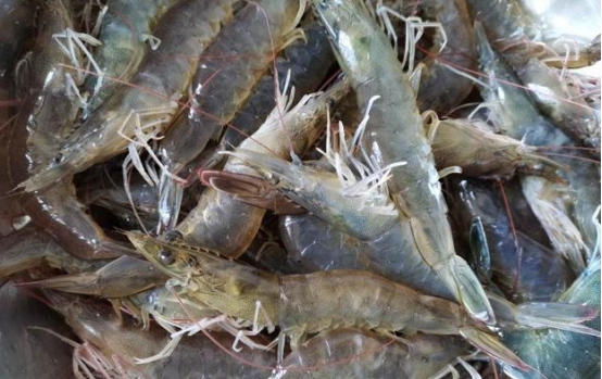 买大虾是青的好还是黄的好,买大虾怎么挑选小技巧