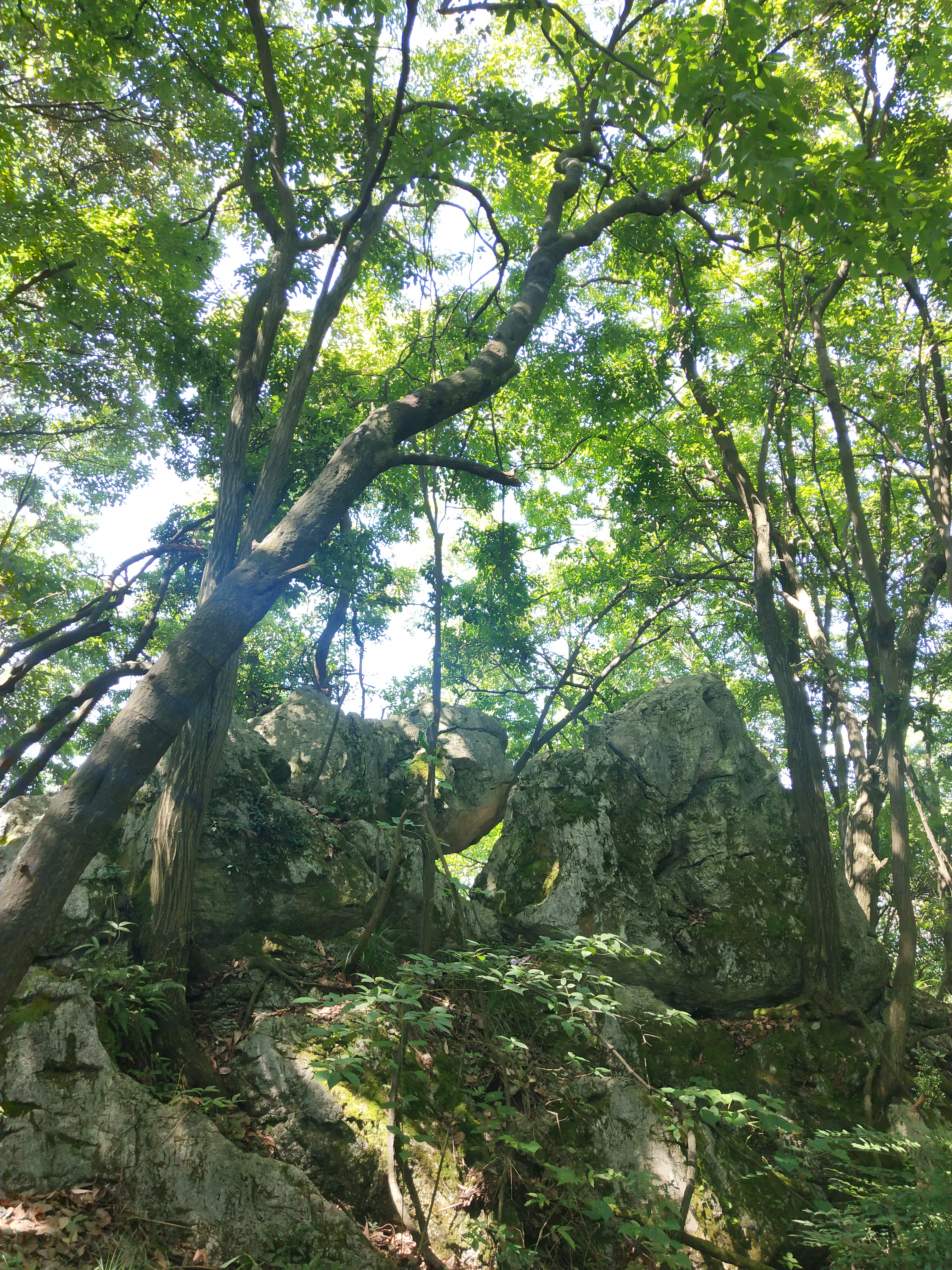 微游贵阳:深度玩透黔灵公园之自然风景
