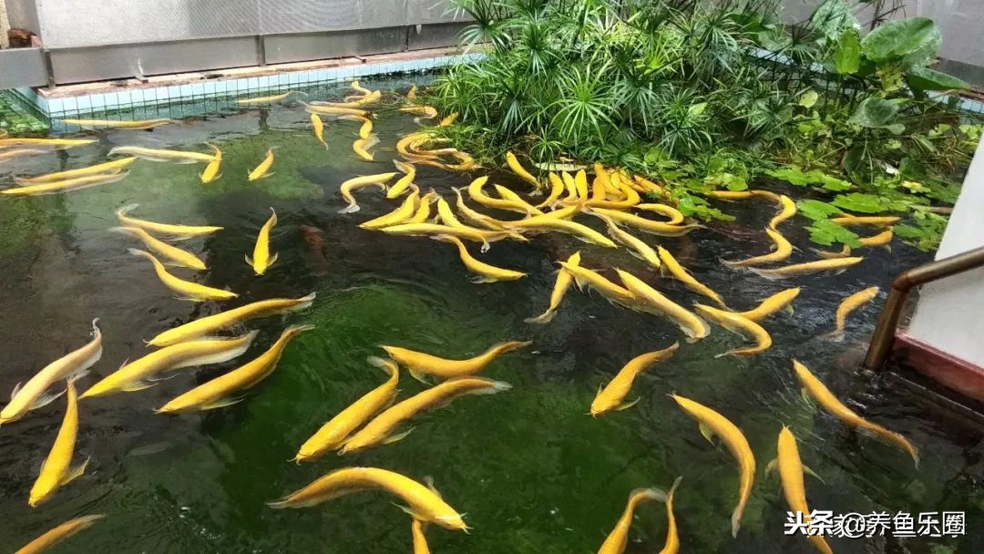 这位土豪家的渔场，光滤材就花了500多万，你确定不要见识一下？