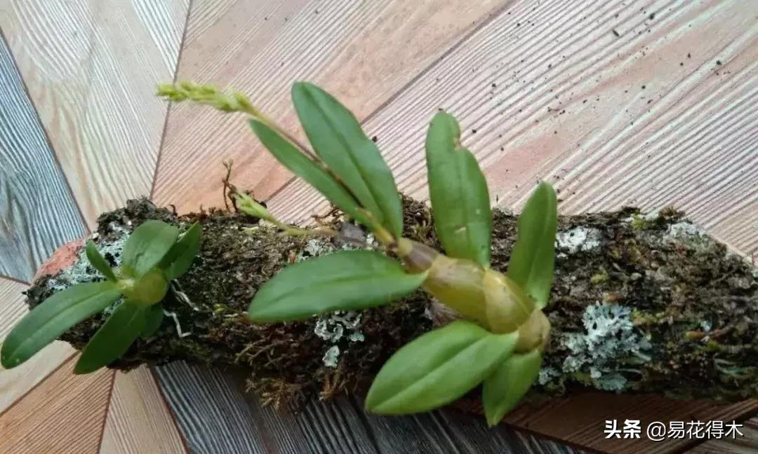 珍虫石斛什么档次,珍虫石斛花的介绍