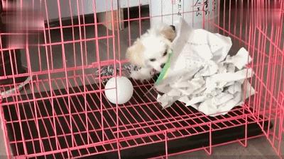 小学生作文翻车,那些小学生为了凑字数的搞笑作文