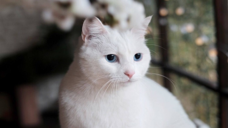 猫主子的一种用法,猫主子有什么表现