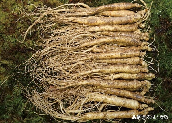 种植人参和野生人参的药效差距,种植人参和野生人参药效区别