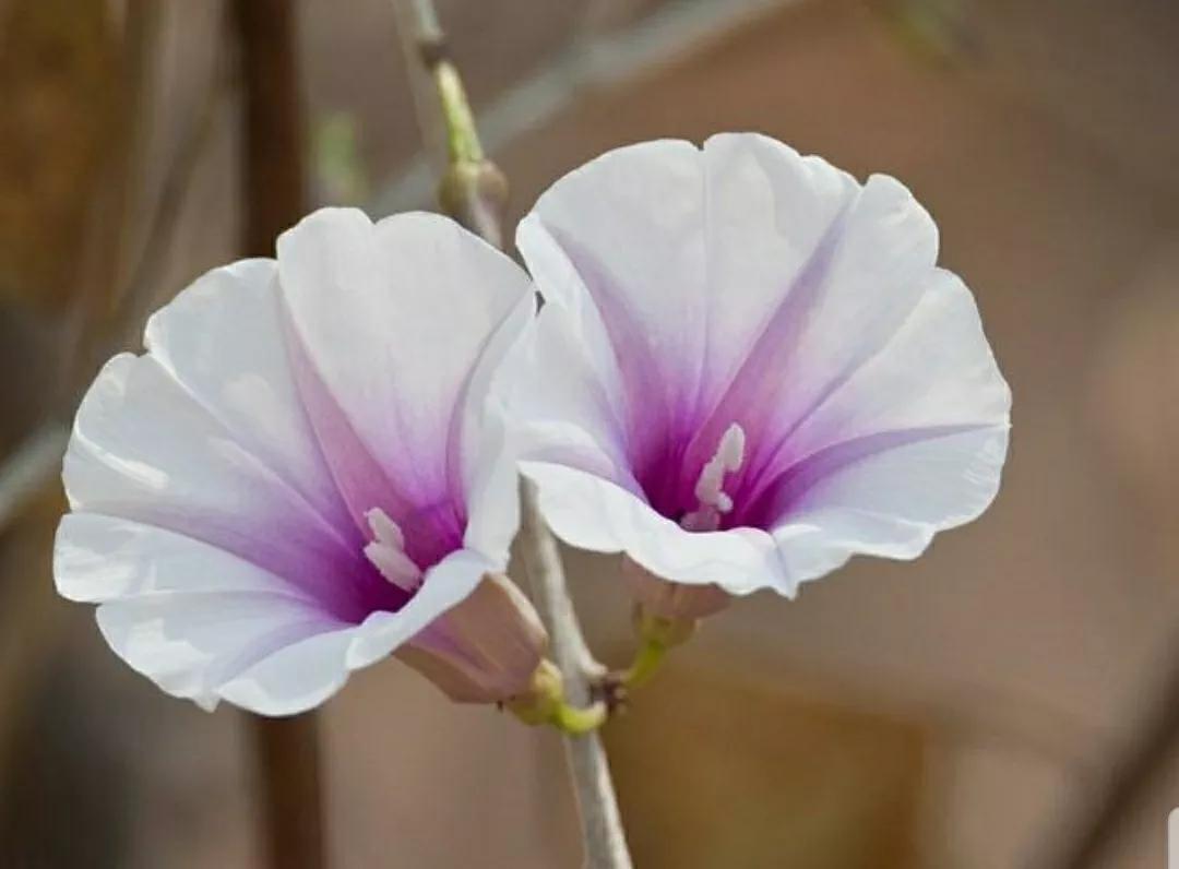 奇葩造型花:头上长草,心中有鬼,白月光。白天不开你非要晚上开