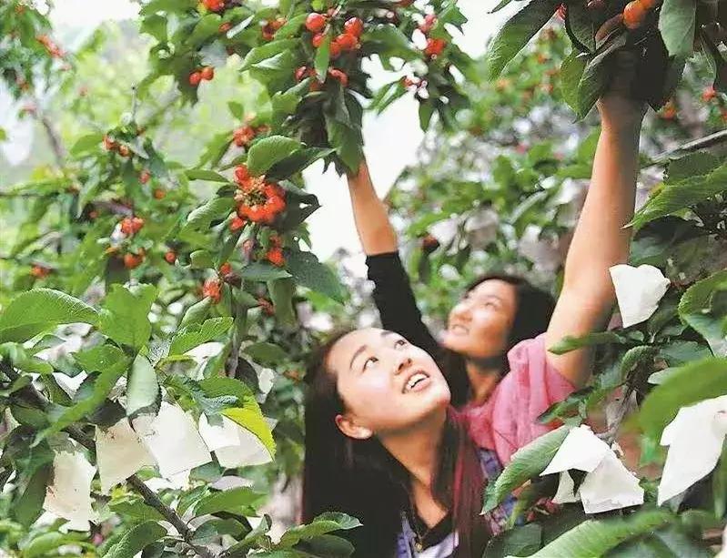 宁波横溪樱桃采摘,宁波周边樱桃采摘