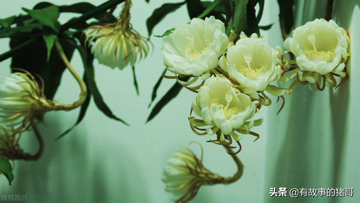 花卉的真实故事,中国花卉的故事