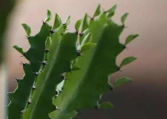 仙人掌开花美图,仙人掌介绍60多种独特的仙人掌