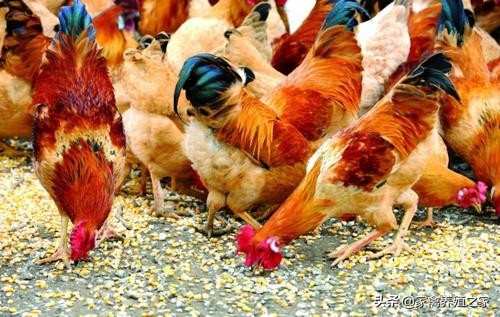 散养土鸡一只一天喂多少玉米,养好土鸡