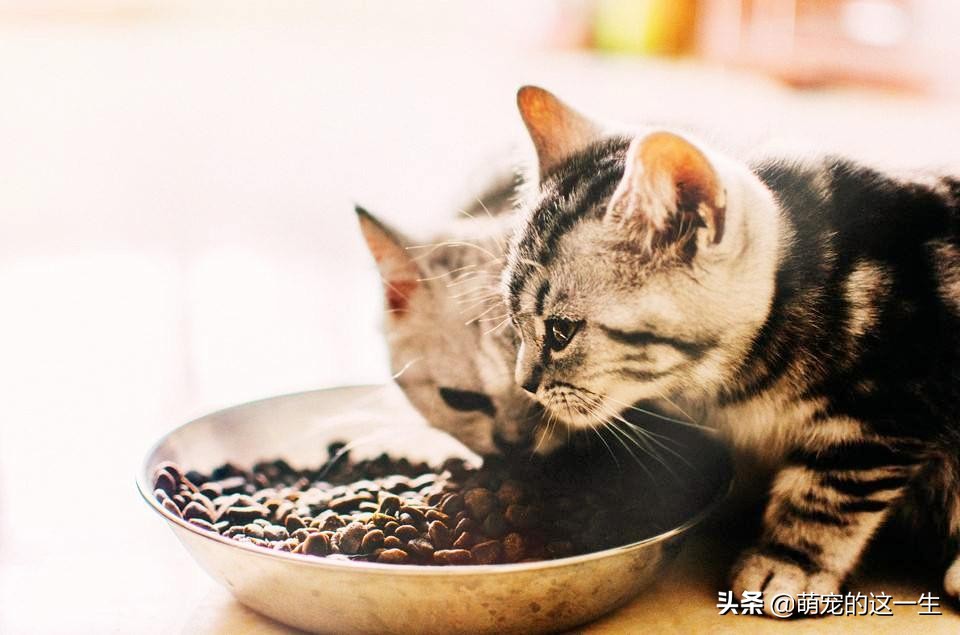 盘点那些平时比较不挑食的猫咪,猫咪挑食只吃加猫罐头的粮怎么办
