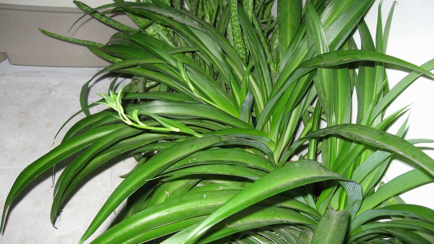 吊兰水培不剪断匍匐茎可以土培吗,吊兰干尖黄叶是什么原因