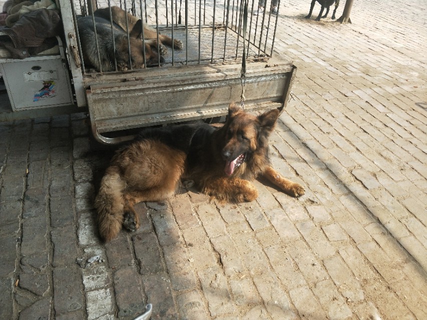 开封狗市抓狗视频,开封狗市拉布拉多和金毛的视频