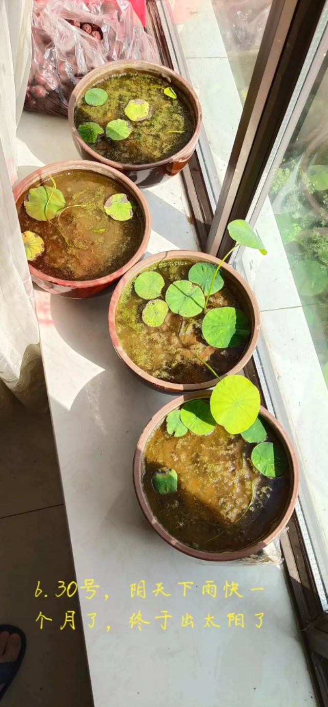 用种子栽培碗莲成长日记,碗莲与鱼在缸中栽培方法