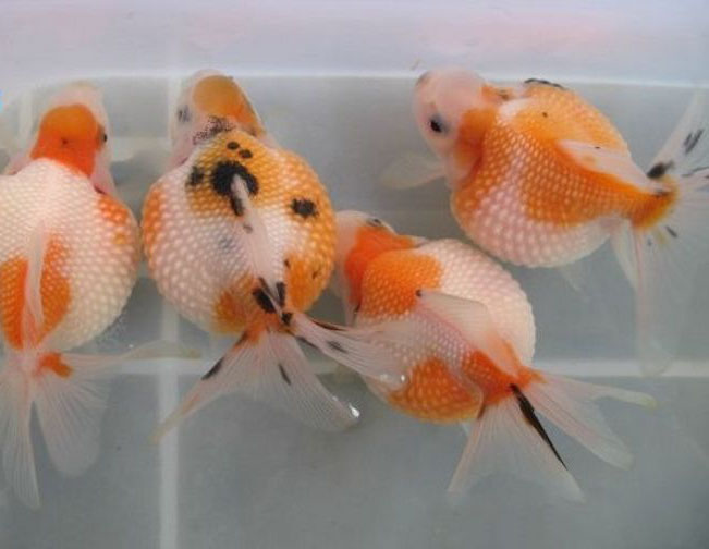 常见的金鱼种类与区别,常见的金鱼图片及名称