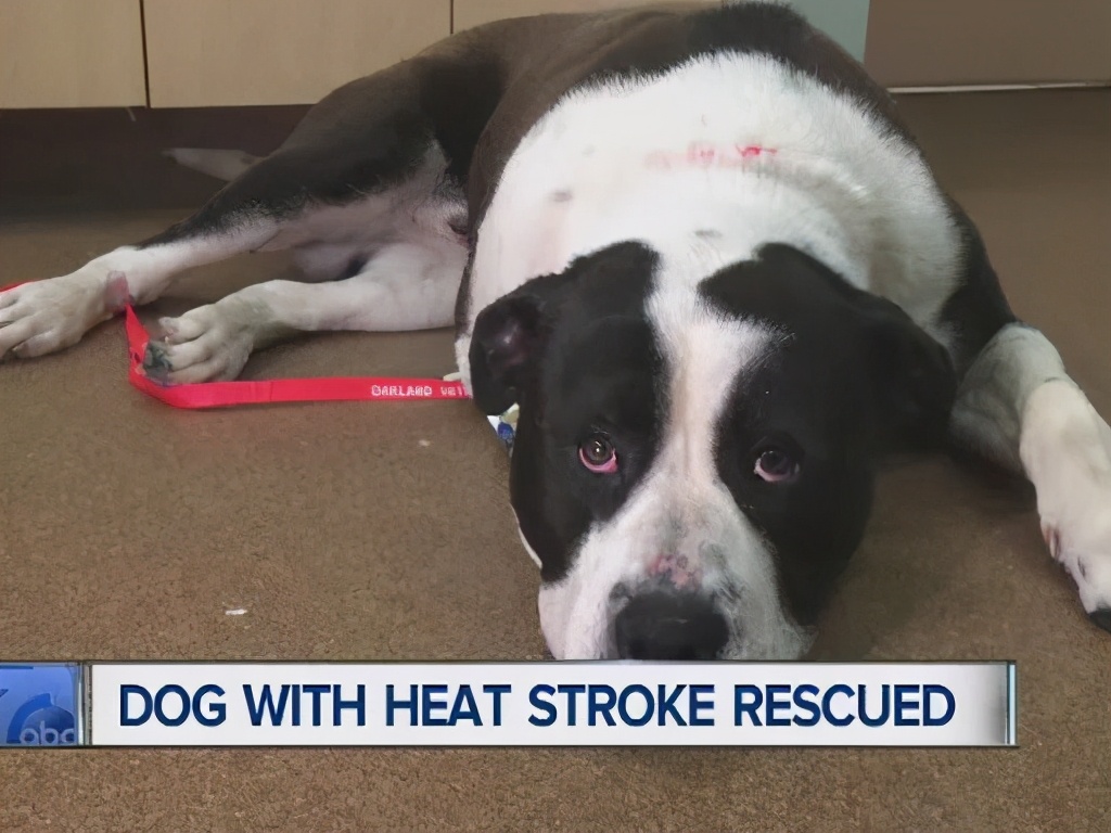 狗狗中暑放在空调房降温可以吗,狗狗中暑救完后再怎么处理