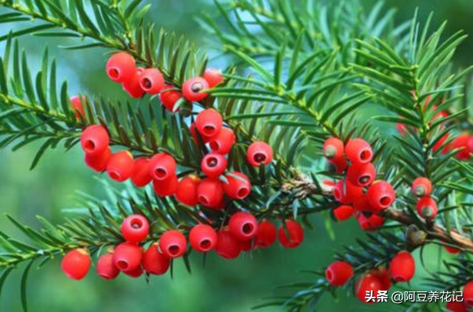 红豆杉怎么才能长得好,红豆杉的盆栽能活吗有毒吗