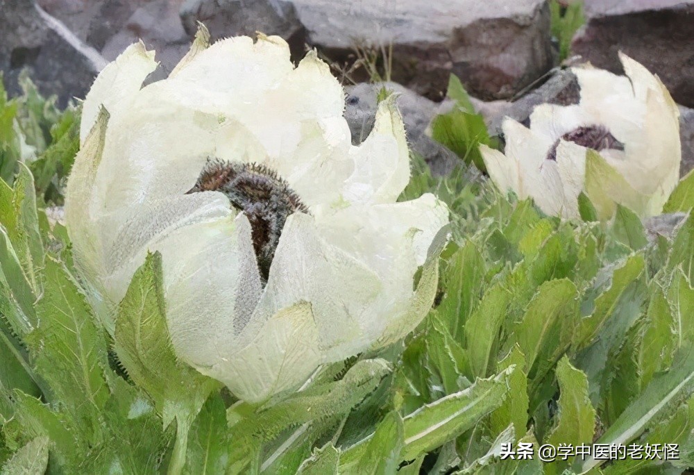 每日一中药茯苓,每日一药腊梅花