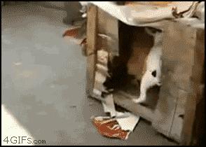 乌龟：你看那口锅，像极了爱情