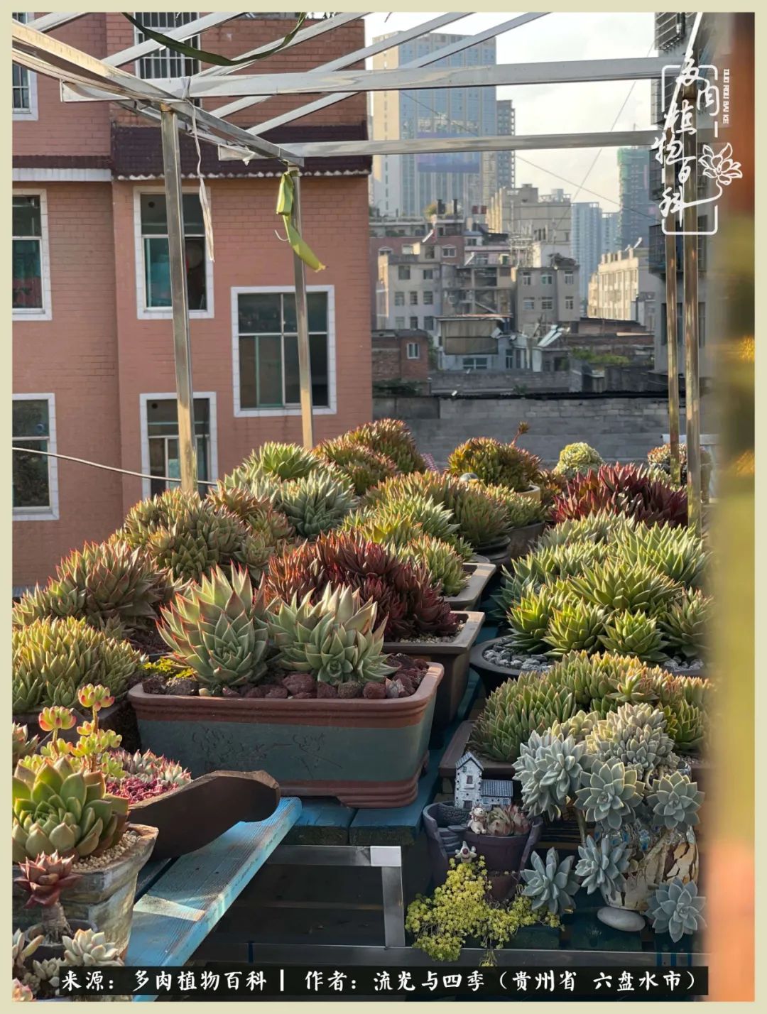 国庆假期你快乐吗?来,凉都美肉与你相伴一一小乌木的霸气东云