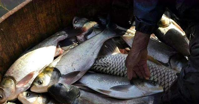 承包千亩水库!投放30万尾小鱼苗,收获季节却满脸愁容,什么情况