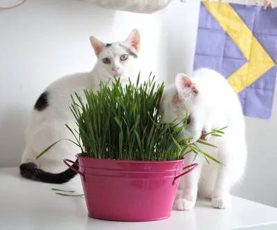 路边随便采野花,路边哪些草可以当猫草