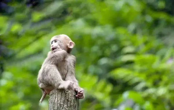 峨眉山降价最新消息,峨眉山的门票打折什么时候结束