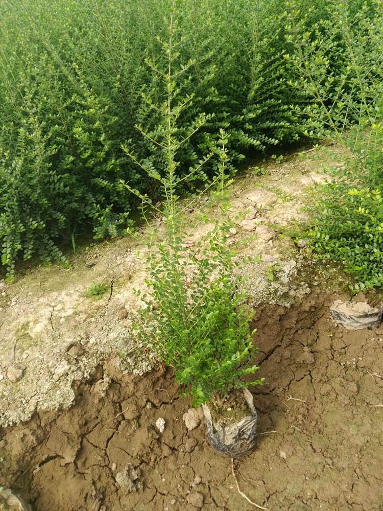 哪些山上野草可以做盆栽,农村这种不起眼的小植物