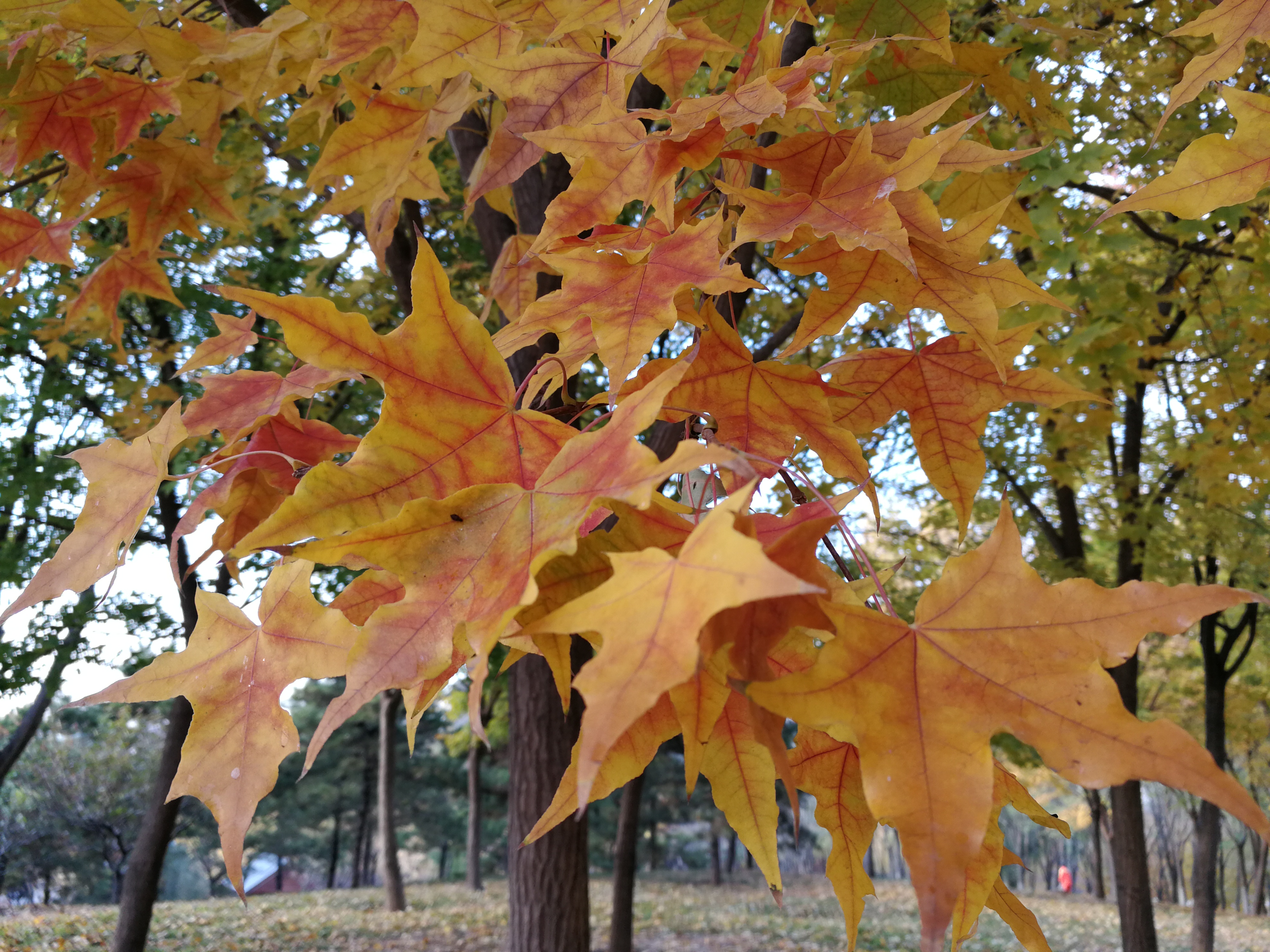 别人利用自己的手机短信功能和银行卡密码*款贷**我能追回吗？