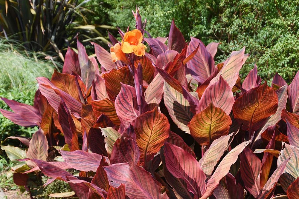 被低估的植物,被低估的水培花卉