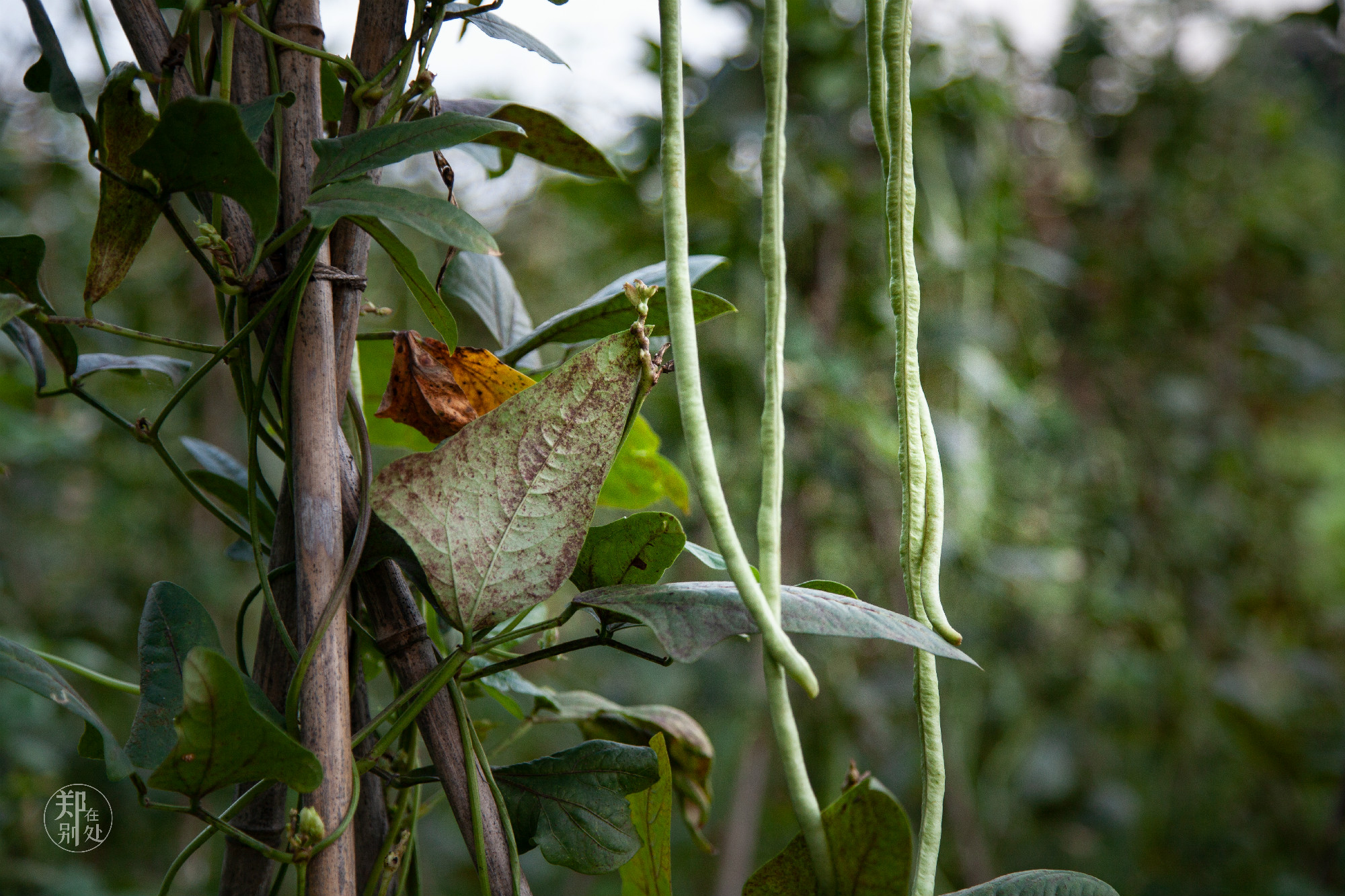 坐公交游杭州几路最好,杭州87路公交沿路风景