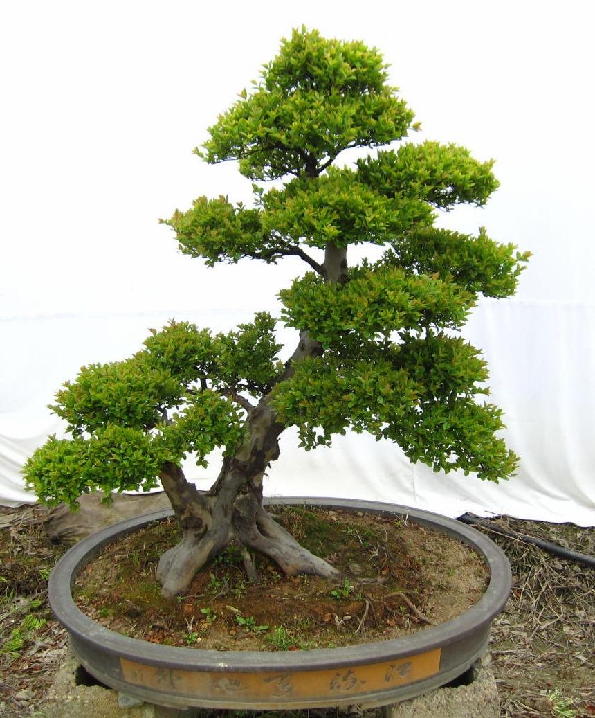 雀梅盆景养护的7大技巧方法,有关雀梅盆景养护知识