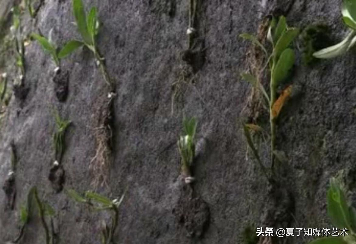 吊兰可以和石斛一起养吗,石斛吊兰多久才可以开花