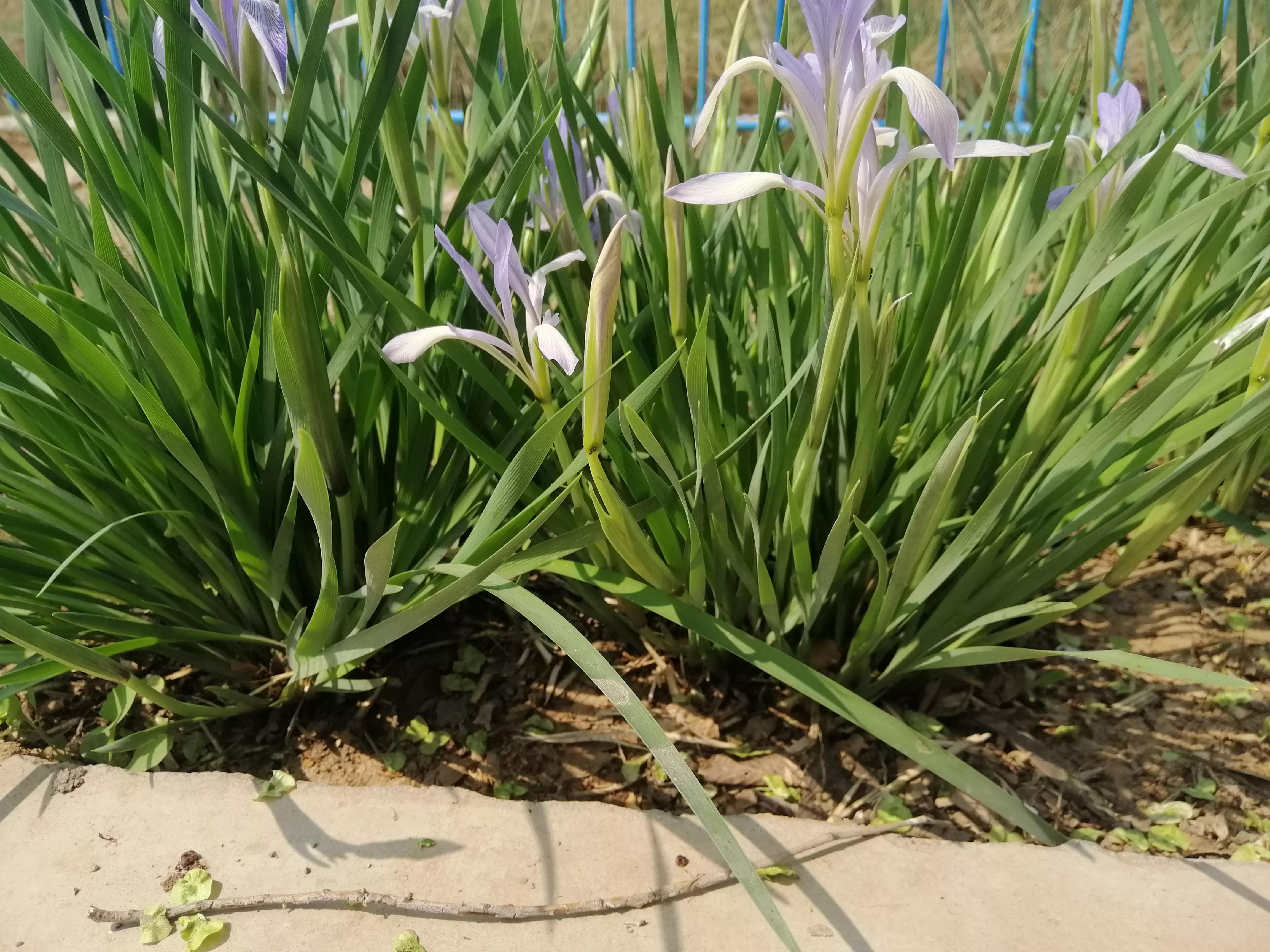 难忘的村庄图片,难忘的故乡邓丽君