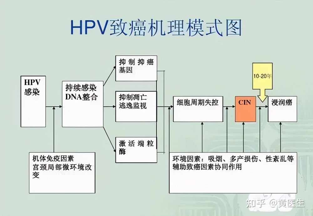 十个问题:让你三分钟了解HPV
