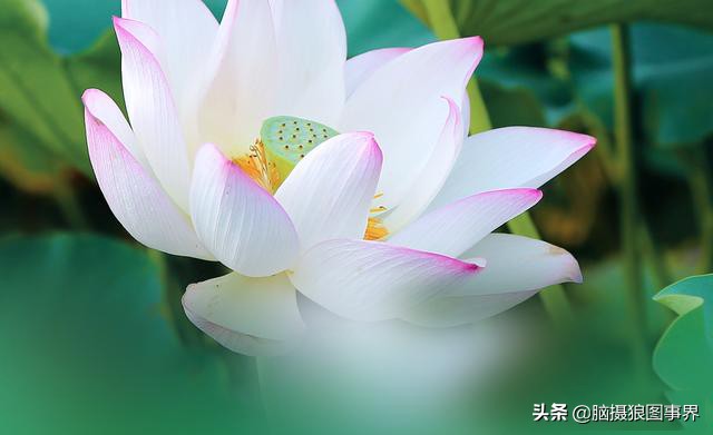 拍摄荷花的十个方法,用荷花花瓣怎样拍好看